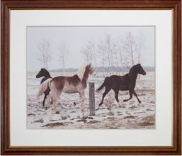 Jacob's Horses, Ashland, WI